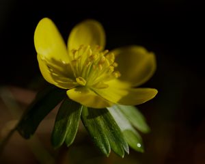 Preview wallpaper buttercup, macro, flower, petals, plant, leaf, nature