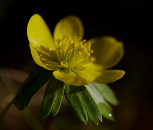 Preview wallpaper buttercup, macro, flower, petals, plant, leaf, nature