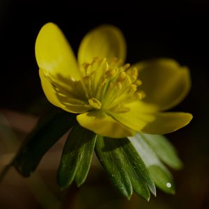 Preview wallpaper buttercup, macro, flower, petals, plant, leaf, nature