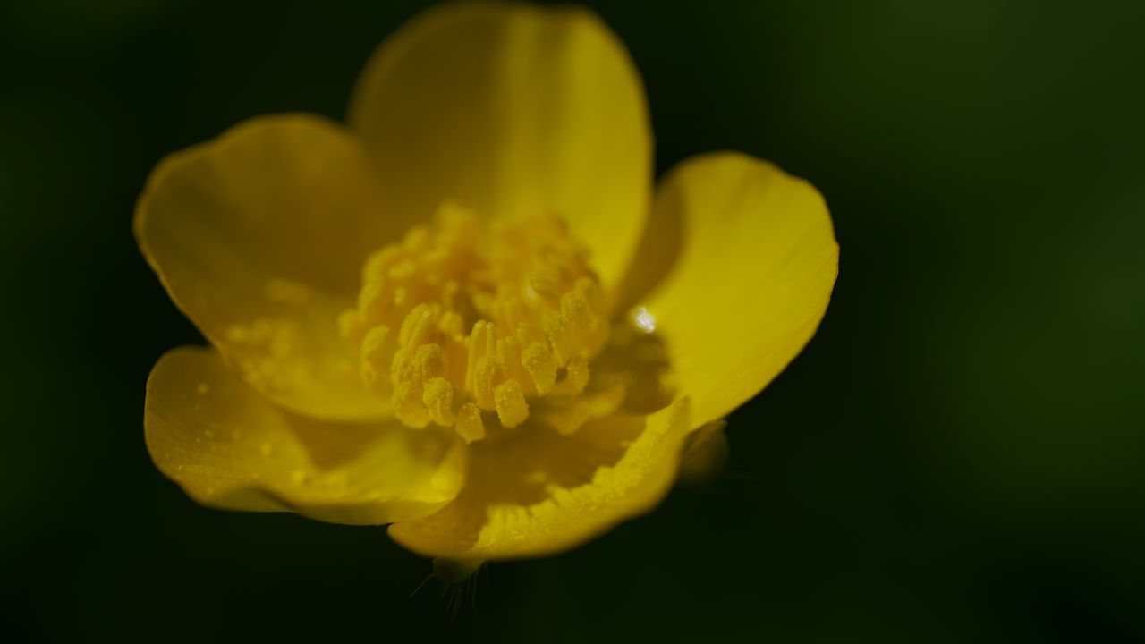 Wallpaper buttercup, petals, flower, macro, yellow