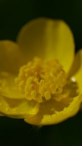 Preview wallpaper buttercup, petals, flower, macro, yellow
