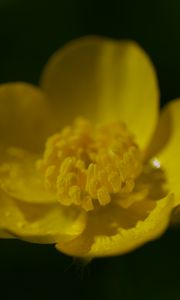 Preview wallpaper buttercup, petals, flower, macro, yellow