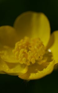 Preview wallpaper buttercup, petals, flower, macro, yellow