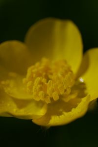 Preview wallpaper buttercup, petals, flower, macro, yellow