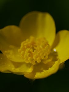 Preview wallpaper buttercup, petals, flower, macro, yellow