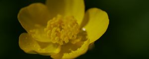 Preview wallpaper buttercup, petals, flower, macro, yellow