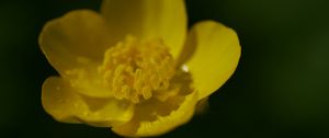Preview wallpaper buttercup, petals, flower, macro, yellow