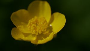 Preview wallpaper buttercup, petals, flower, macro, yellow