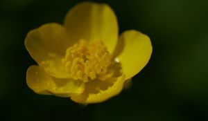 Preview wallpaper buttercup, petals, flower, macro, yellow