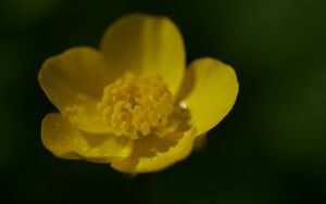 Preview wallpaper buttercup, petals, flower, macro, yellow