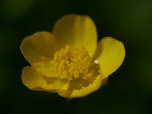 Preview wallpaper buttercup, petals, flower, macro, yellow