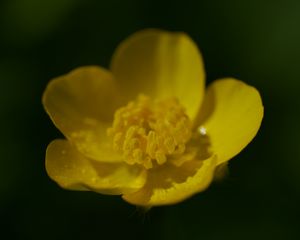 Preview wallpaper buttercup, petals, flower, macro, yellow