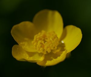 Preview wallpaper buttercup, petals, flower, macro, yellow
