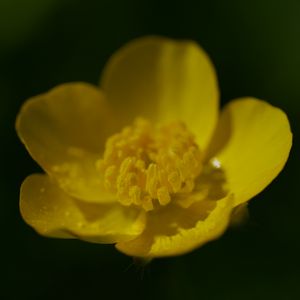 Preview wallpaper buttercup, petals, flower, macro, yellow