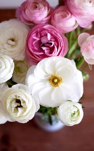 Preview wallpaper buttercup, ranunculus, bouquet, flowers, white, pink, buds, petals, vase