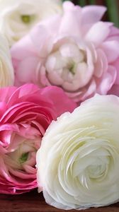 Preview wallpaper buttercup, ranunculus, flowers, buds, petals, white, pink