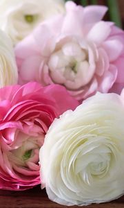 Preview wallpaper buttercup, ranunculus, flowers, buds, petals, white, pink