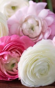 Preview wallpaper buttercup, ranunculus, flowers, buds, petals, white, pink