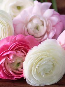 Preview wallpaper buttercup, ranunculus, flowers, buds, petals, white, pink