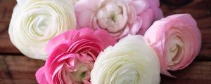 Preview wallpaper buttercup, ranunculus, flowers, buds, petals, white, pink