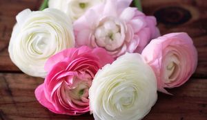 Preview wallpaper buttercup, ranunculus, flowers, buds, petals, white, pink