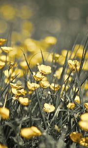 Preview wallpaper buttercups, flowers, grass, spring