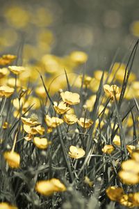 Preview wallpaper buttercups, flowers, grass, spring