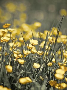 Preview wallpaper buttercups, flowers, grass, spring