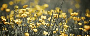 Preview wallpaper buttercups, flowers, grass, spring