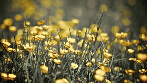 Preview wallpaper buttercups, flowers, grass, spring