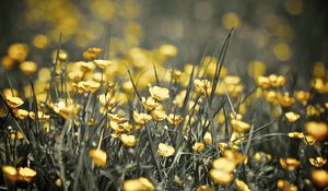 Preview wallpaper buttercups, flowers, grass, spring