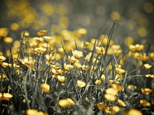 Preview wallpaper buttercups, flowers, grass, spring