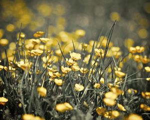 Preview wallpaper buttercups, flowers, grass, spring