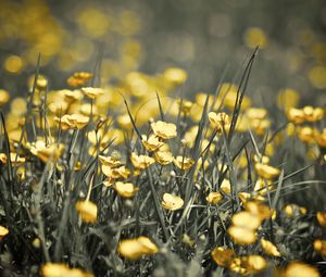 Preview wallpaper buttercups, flowers, grass, spring