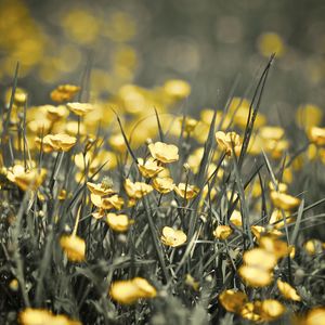 Preview wallpaper buttercups, flowers, grass, spring