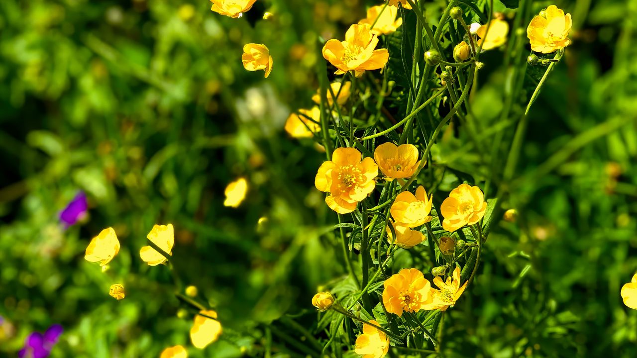 Wallpaper buttercups, flowers, petals, yellow, leaves, summer