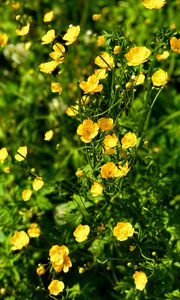 Preview wallpaper buttercups, flowers, petals, yellow, leaves, summer