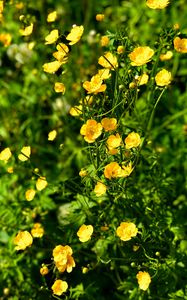 Preview wallpaper buttercups, flowers, petals, yellow, leaves, summer