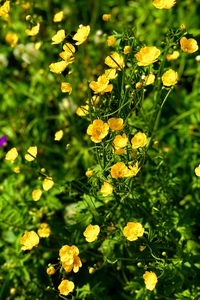 Preview wallpaper buttercups, flowers, petals, yellow, leaves, summer