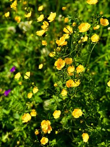 Preview wallpaper buttercups, flowers, petals, yellow, leaves, summer