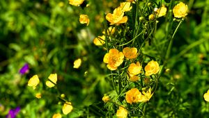 Preview wallpaper buttercups, flowers, petals, yellow, leaves, summer