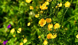 Preview wallpaper buttercups, flowers, petals, yellow, leaves, summer