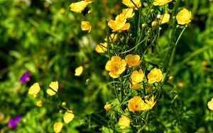 Preview wallpaper buttercups, flowers, petals, yellow, leaves, summer