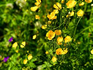 Preview wallpaper buttercups, flowers, petals, yellow, leaves, summer