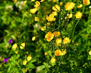 Preview wallpaper buttercups, flowers, petals, yellow, leaves, summer