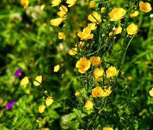 Preview wallpaper buttercups, flowers, petals, yellow, leaves, summer