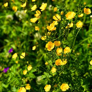 Preview wallpaper buttercups, flowers, petals, yellow, leaves, summer