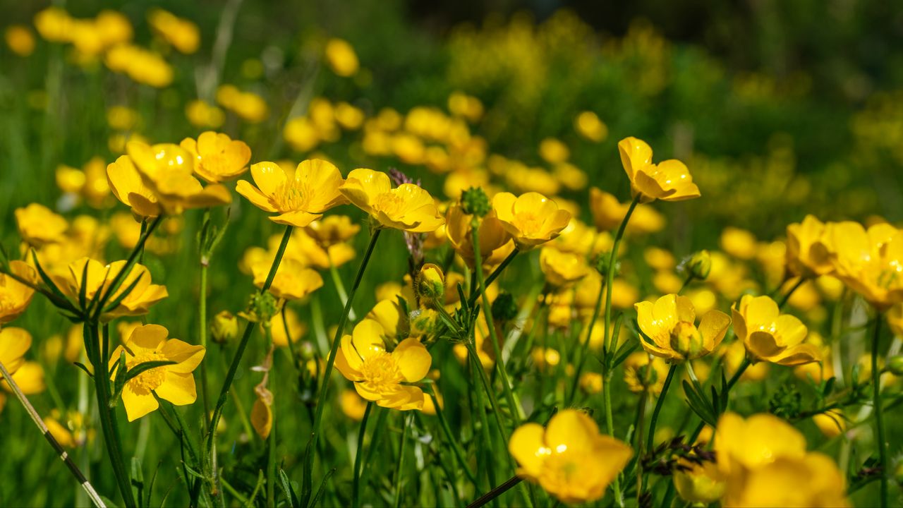 Wallpaper buttercups, flowers, petals, yellow, blur, summer