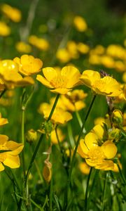 Preview wallpaper buttercups, flowers, petals, yellow, blur, summer