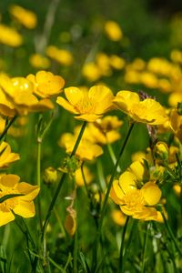 Preview wallpaper buttercups, flowers, petals, yellow, blur, summer